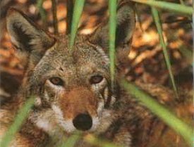 Red Wolf in Brush