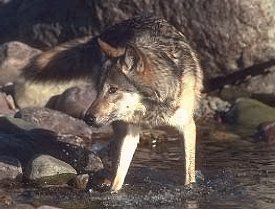 Wolf in water